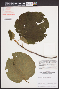 Viburnum lantanoides image