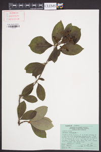 Viburnum cassinoides image