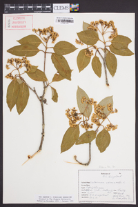 Viburnum cassinoides image