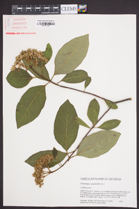 Viburnum cassinoides image