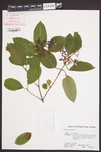 Viburnum cassinoides image