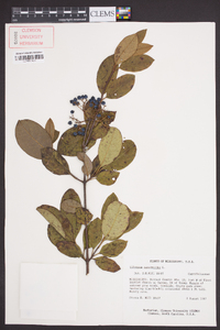 Viburnum cassinoides image