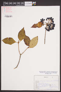 Viburnum cassinoides image