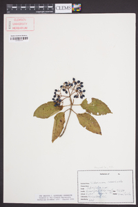 Viburnum cassinoides image