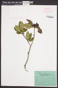 Viburnum cassinoides image