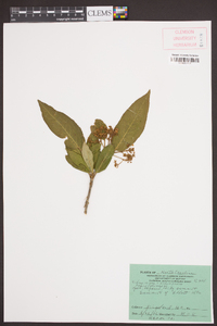 Viburnum cassinoides image