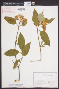Viburnum cassinoides image