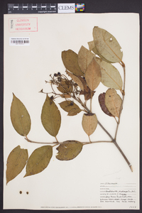 Viburnum cassinoides image