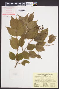 Viburnum dentatum var. lucidum image