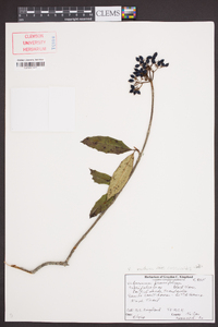 Viburnum cassinoides image