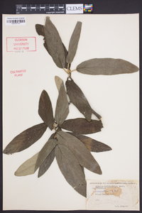 Viburnum rhytidophyllum image