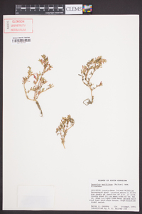 Sesuvium maritimum image