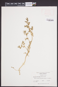 Sesuvium maritimum image