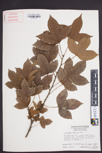 Liquidambar formosana image