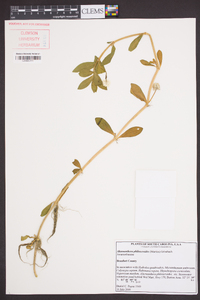 Alternanthera philoxeroides image