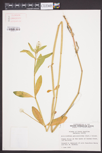 Alternanthera philoxeroides image