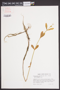 Alternanthera philoxeroides image