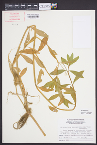 Alternanthera philoxeroides image