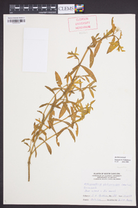 Alternanthera philoxeroides image