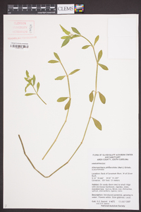 Alternanthera philoxeroides image