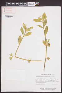 Alternanthera philoxeroides image