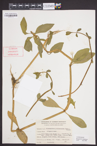 Alternanthera philoxeroides image