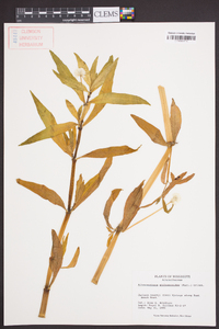 Alternanthera philoxeroides image