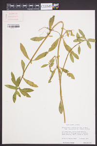 Alternanthera sessilis image