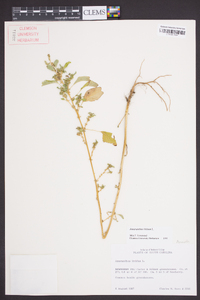 Amaranthus blitum image