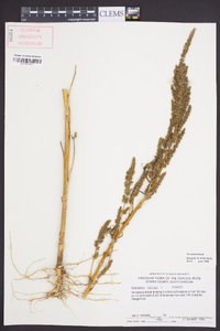 Amaranthus hybridus image