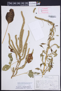 Amaranthus palmeri image