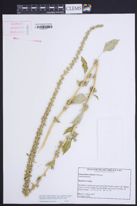 Amaranthus palmeri image