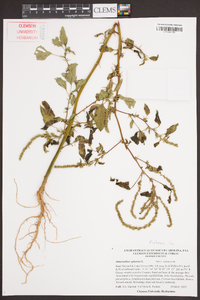 Amaranthus spinosus image