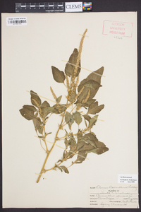 Amaranthus spinosus image