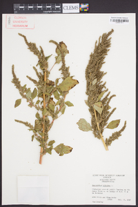 Amaranthus hybridus image