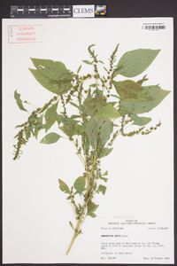 Amaranthus tuberculatus image