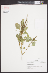 Amaranthus viridis image