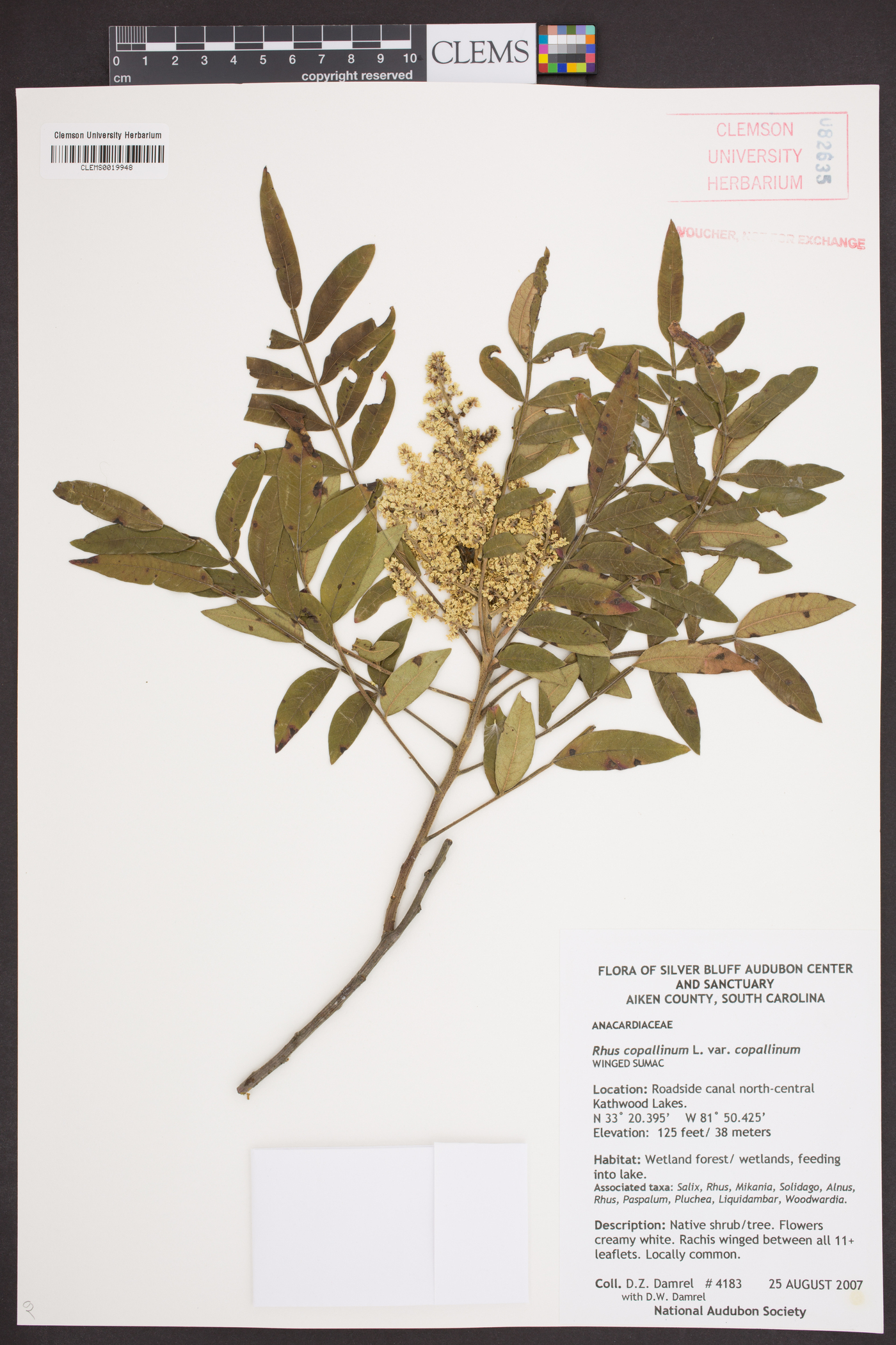 Rhus copallinum var. copallinum image