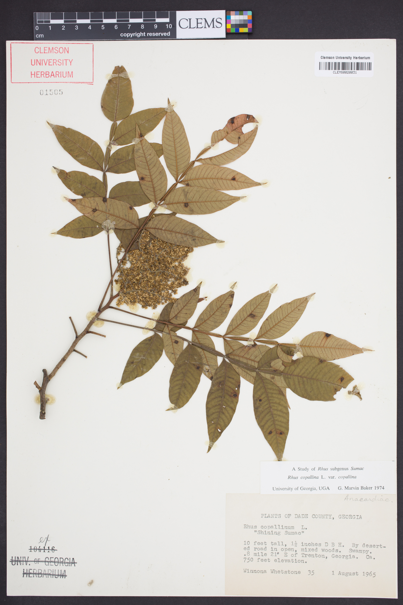 Rhus copallinum var. copallinum image