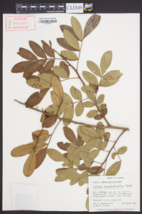 Schinus terebinthifolius image