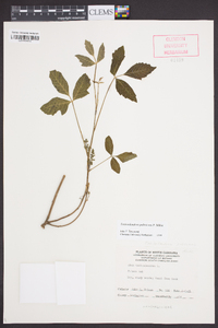 Toxicodendron pubescens image