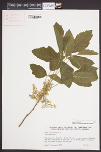 Toxicodendron pubescens image