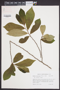 Asimina parviflora image