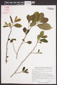 Asimina parviflora image