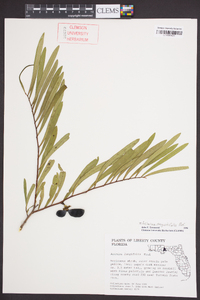 Asimina angustifolia image