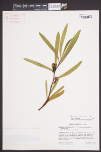 Asimina angustifolia image