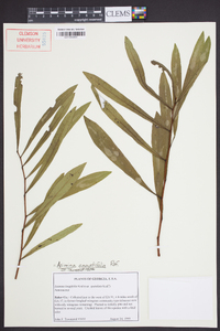 Asimina angustifolia image