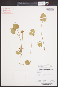 Centella erecta image