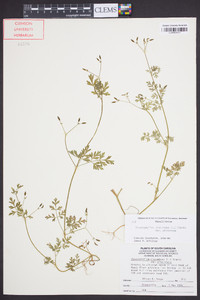 Chaerophyllum procumbens image