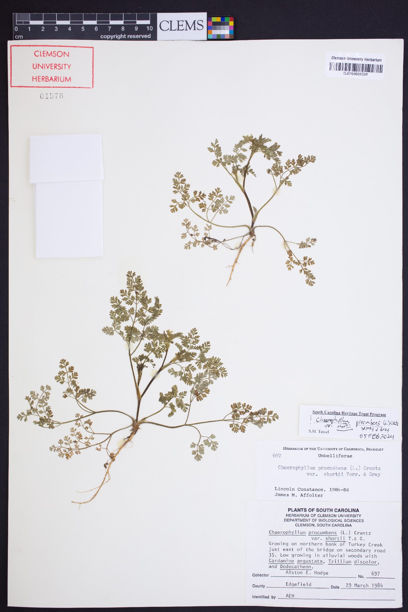 Chaerophyllum procumbens var. shortii image